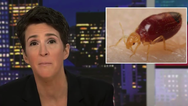 Bed Bug Infestation Found At Cable News HQ Building - Red Right Patriot